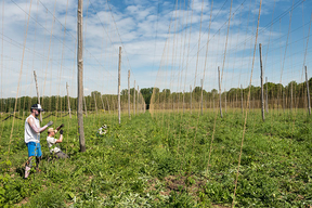 Concours général agricole agroforesterie, 2022. Plantation de houblon, ferme des Clos, Bonnelles (Yvelines)