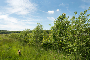 Concours général agricole agroforesterie, 2022. Arbres fruitiers, ferme des Clos Bonnelles (Yvelines)